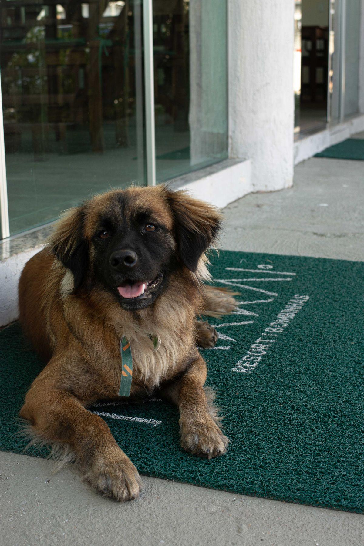 Cachorro deitado no tapete de entrada do Makkai