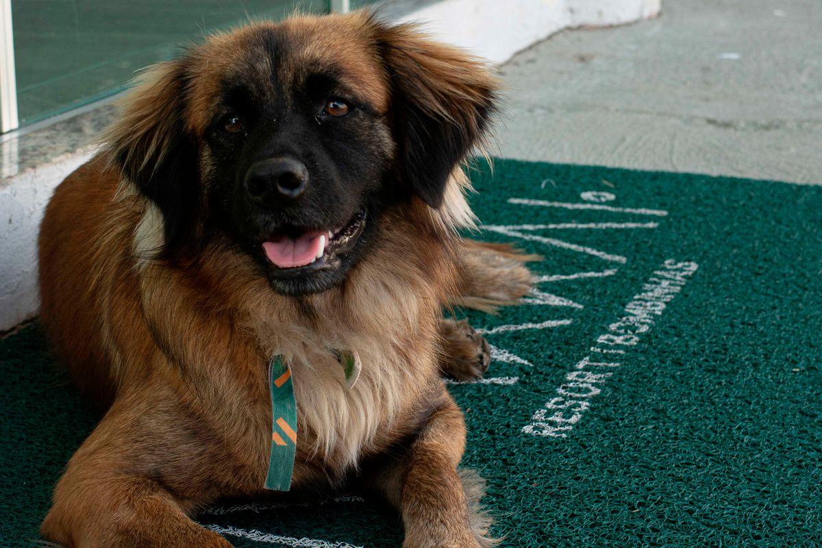 Cachorro sorrindo sobre o tapete do Makkai