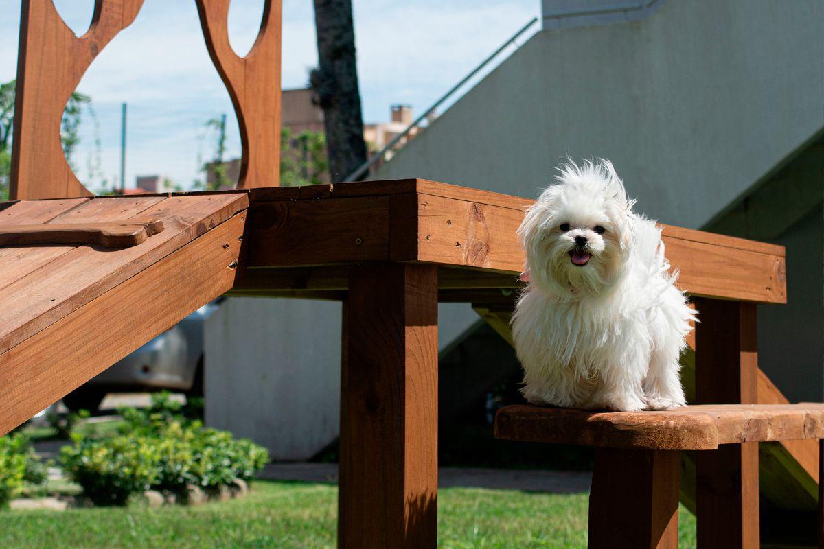 Cachorro branco sentado em um banco de madeira do Makkai